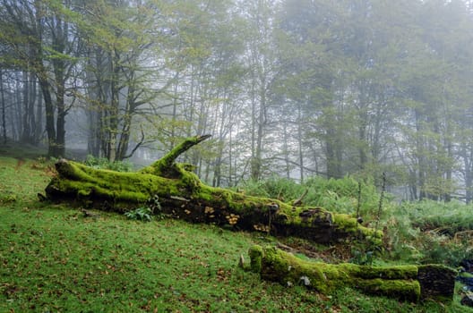 Beautiful photography inside the fores in Spain. The fog and sun rays are adding mysticle atmosphere in this otherwhise boring object.