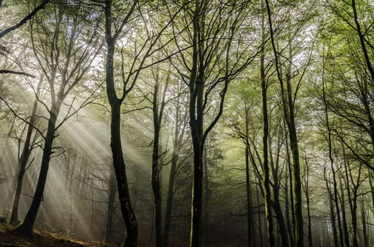 Beautiful nature photography inside the fores in Spain. The fog is adding mysticle atmosphere in this otherwhise boring forest, beautiful sun rays are cutting the fog and make the picture more dramatic.