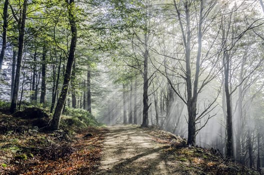 Beautiful nature photography inside the fores in Spain. The fog is adding mysticle atmosphere in this otherwhise boring forest, The road tru the forest is making the picture more dramatic.