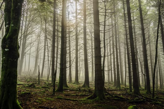 Beautiful nature photography inside the fores in Spain. The fog is adding mysticle atmosphere in this otherwhise boring forest, beautiful sun rays are cutting the fog and make the picture more dramatic.