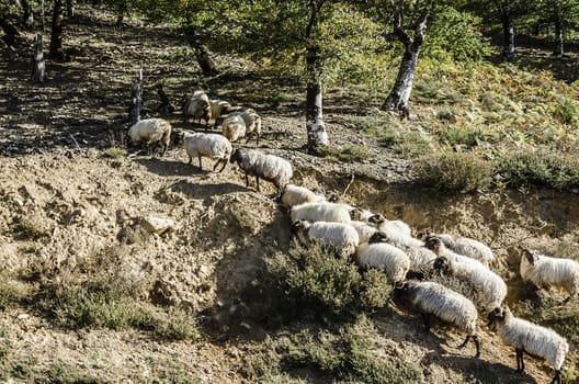 Sheep herd walk in the forest. The picture is made in Spain, Navarra's region,