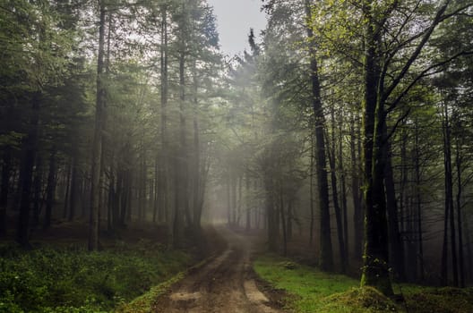 Beautiful nature photography inside the fores in Spain. The fog is adding mysticle atmosphere in this otherwhise boring forest, The road tru the forest is making the picture more dramatic.