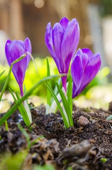 The first spring crocuses, close up
