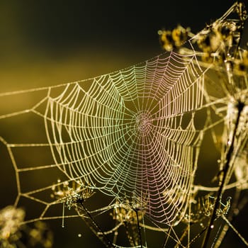 Drops of dew on a web shined by morning light