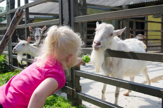 The little girl feeds goats on a farm