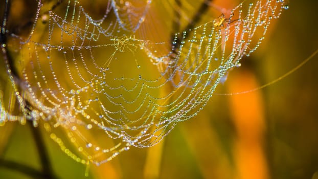 Drops of dew on a web shined by morning light
