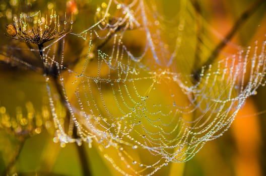 Drops of dew on a web shined by morning light