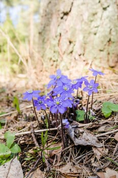 The first spring flowers in a wood, a close up