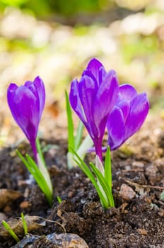 The first spring crocuses, close up