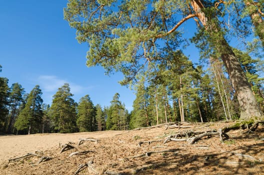 Spring landscape in a Baltic wood