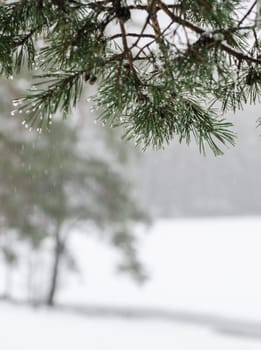 Branch of a pine with drops of water. Winter snow day