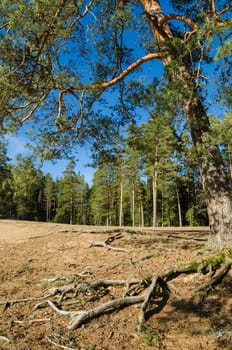 Spring landscape in a Baltic wood