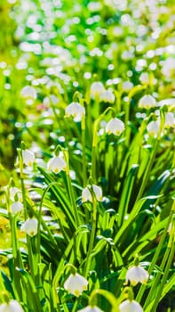 White Spring snowdrops, close-up