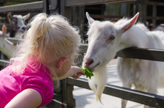 The little girl feeds goats on a farm
