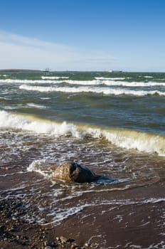 Sea waves lapping on the shore. Baltic Sea.
