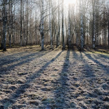 Birch wood in the spring
