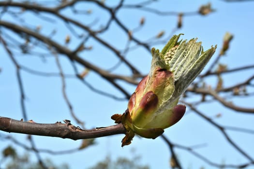 Spring