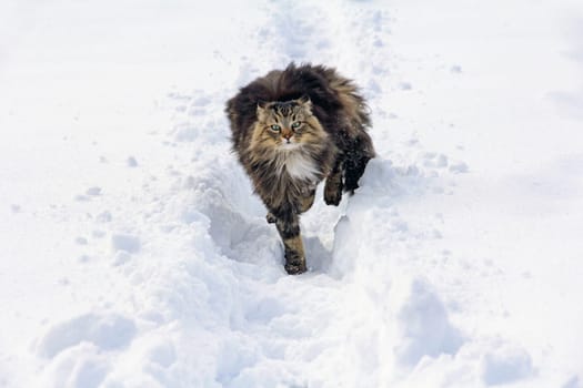 A cat runs through the snow