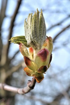 Spring