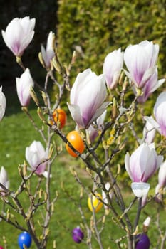 Beautiful magnolia shrub in the garden