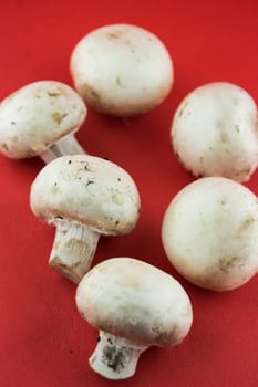 button white mushrooms on red background, champignons.