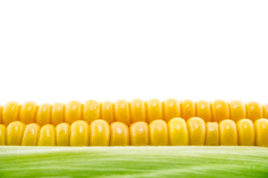 corn cob between green leaves .
