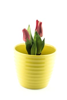 pottery flowerpot on white background.