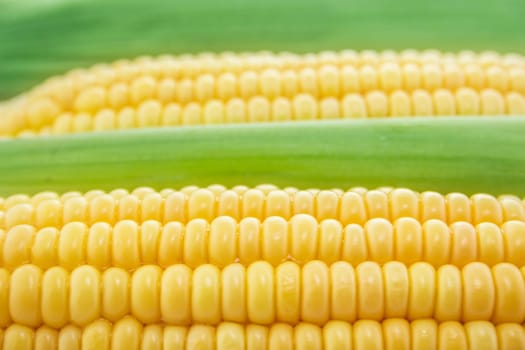 corn cob between green leaves .