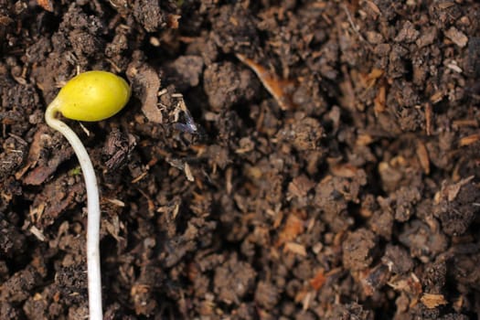 Seedling on compost soil