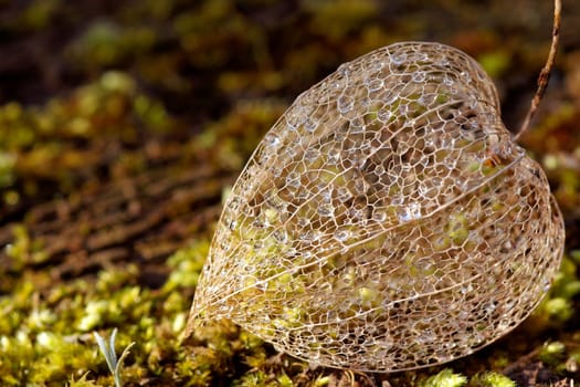 Filigree plans on moss