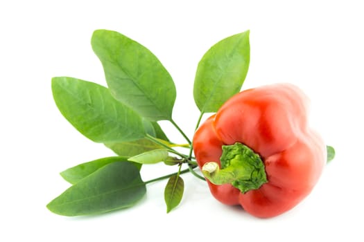 Red sweet pepper on a white background .