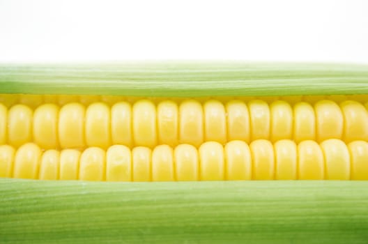 corn cob between green leaves .