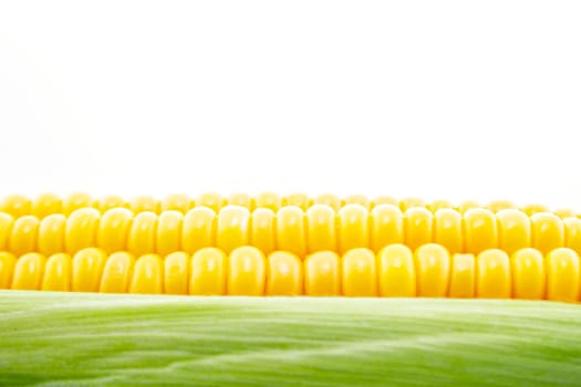 corn cob between green leaves .