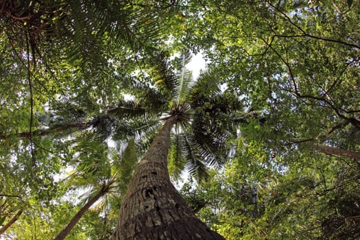 The Large Coconut Palm