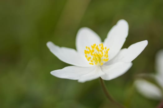 Anemone nemorosa is an early-spring flowering plant