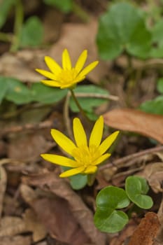 Anemone ranunculoides, the yellow anemone, yellow wood anemone or buttercup anemone flower