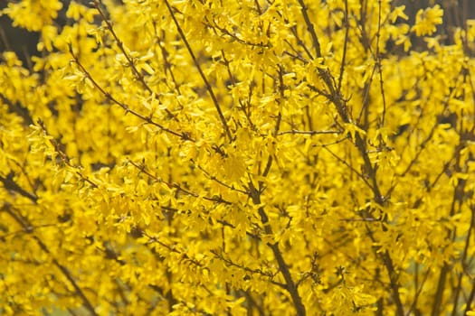 Detailed view of forsythia, symbol of spring.