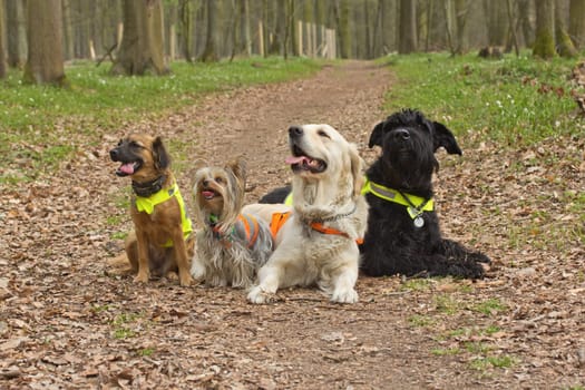 Group of dogs ais wearing a reflective vest. Horizontally.