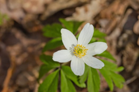 Anemone nemorosa is an early-spring flowering plant
