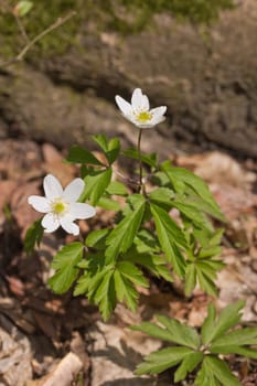 Anemone nemorosa is an early-spring flowering plant