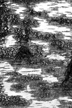 Wooden texture. Black and white view of birch bark. Vertically.