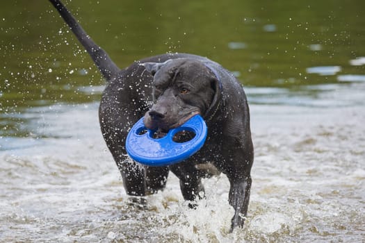 Black dog is playing with a blue toy in water.