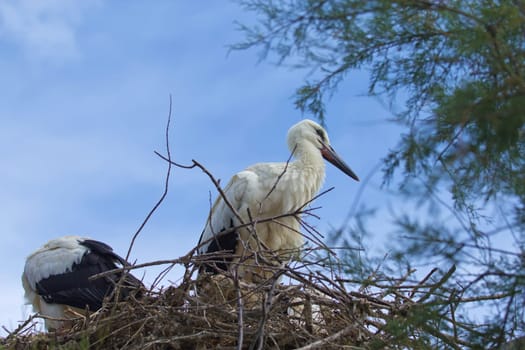 Storks in the nest. Blue sky in the background.