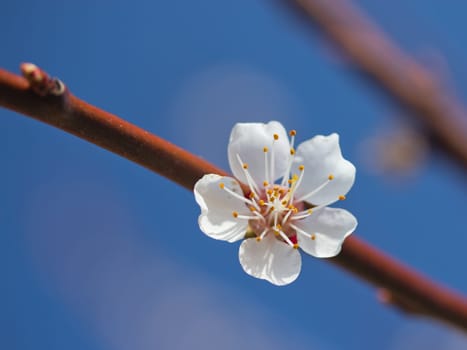 Flower apricots. Blue sky in the background.