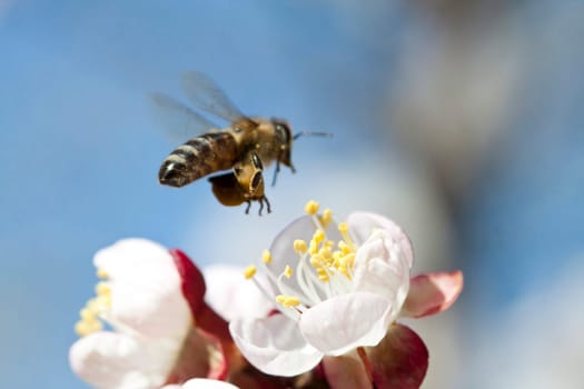 Honey bee enjoying peach blossom on a lovely spring day