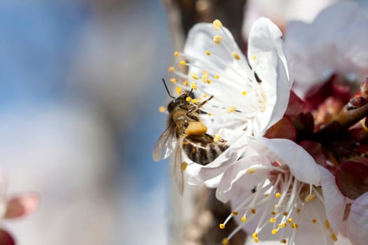 Honey bee enjoying peach blossom on a lovely spring day