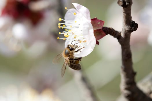 Honey bee enjoying peach blossom on a lovely spring day
