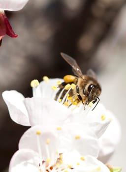 Honey bee enjoying peach blossom on a lovely spring day