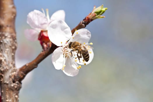 Honey bee enjoying peach blossom on a lovely spring day