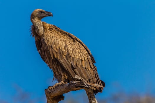 Vulture bird in wildlife animal nature outdoor safari reserve park in Africa